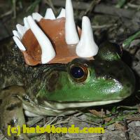 /home//u458753944/public_html/sourcegallery//////Frogs/More bullfrogs/P7010212.JPG